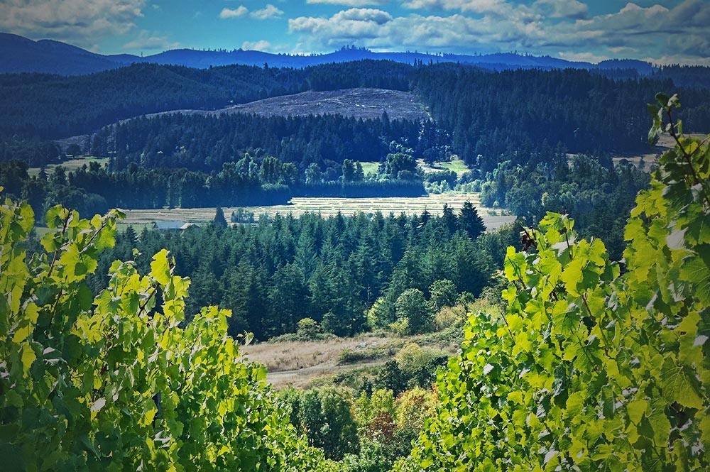 Winery Hamilton Russell Oregon